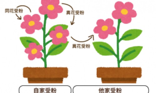 龙爪豆学名叫什么-龙爪豆的功效与作用网—知名的龙爪豆的功效与作用网站,分享龙爪豆的功效与作用点知识