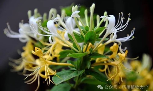 龙爪豆的功效与作用及食用方法-龙爪豆的功效与作用网—知名的龙爪豆的功效与作用网站,分享龙爪豆的功效与作用点知识
