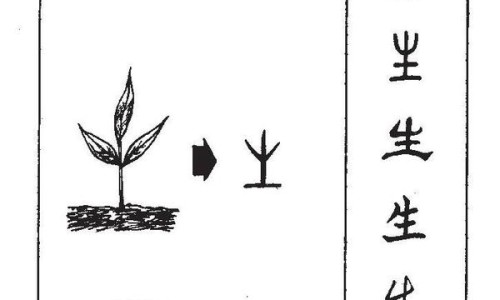龙爪豆的功效与作用禁忌-龙爪豆的功效与作用网—知名的龙爪豆的功效与作用网站,分享龙爪豆的功效与作用点知识
